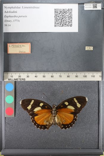 Media type: image;   Entomology 141964